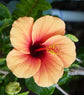 Orange Hibiscus Tree - Live Plant in a 3 Gallon Pot - Standard - Hibiscus Rosa Sinensis - Beautiful and Stunning Flowering Tree from Florida - Great for The Patio and Garden