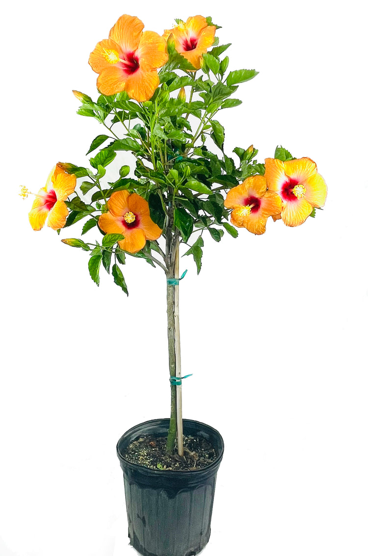 planting a hibiscus tree in a pot Orange Hibiscus Tree - Live Plant in a 3 Gallon Pot - Standard