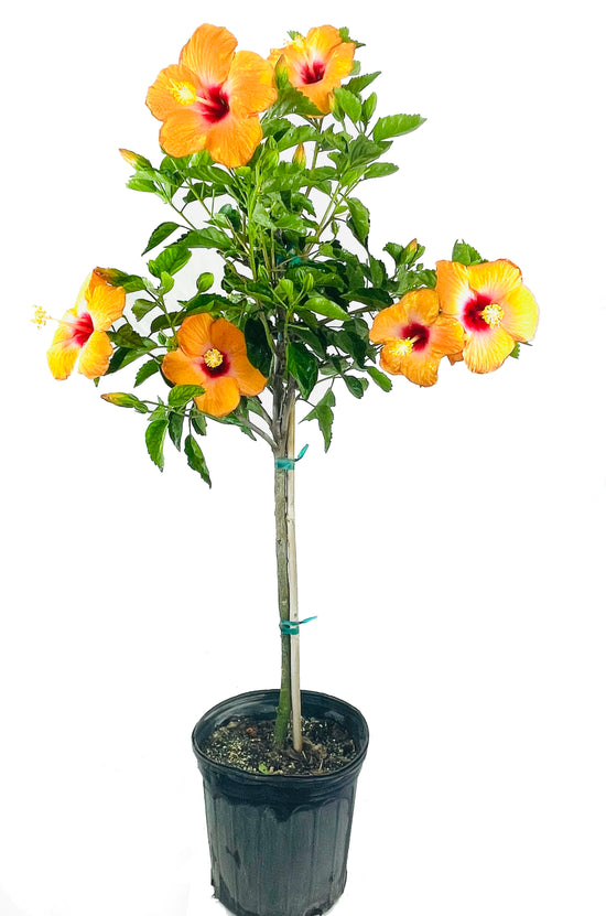 Orange Hibiscus Tree - Live Plant in a 3 Gallon Pot - Standard - Hibiscus Rosa Sinensis - Beautiful and Stunning Flowering Tree from Florida - Great for The Patio and Garden