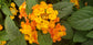 Orange Lantana Flower Tree - Live Plant in a 10 Inch Pot - 3-4 Feet Tall - Lantana Camara - Beautiful Flowering Trees from Florida