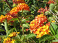Orange Lantana Flower Tree - Live Plant in a 10 Inch Pot - 3-4 Feet Tall - Lantana Camara - Beautiful Flowering Trees from Florida