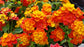 Orange Lantana Flower Tree - Live Plant in a 10 Inch Pot - 3-4 Feet Tall - Lantana Camara - Beautiful Flowering Trees from Florida