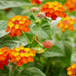 Orange Lantana Flower Tree - Live Plant in a 10 Inch Pot - 3-4 Feet Tall - Lantana Camara - Beautiful Flowering Trees from Florida