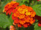 Orange Lantana Flower Tree - Live Plant in a 10 Inch Pot - 3-4 Feet Tall - Lantana Camara - Beautiful Flowering Trees from Florida