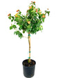 Orange Lantana Flower Tree - Live Plant in a 10 Inch Pot - 3-4 Feet Tall - Lantana Camara - Beautiful Flowering Trees from Florida