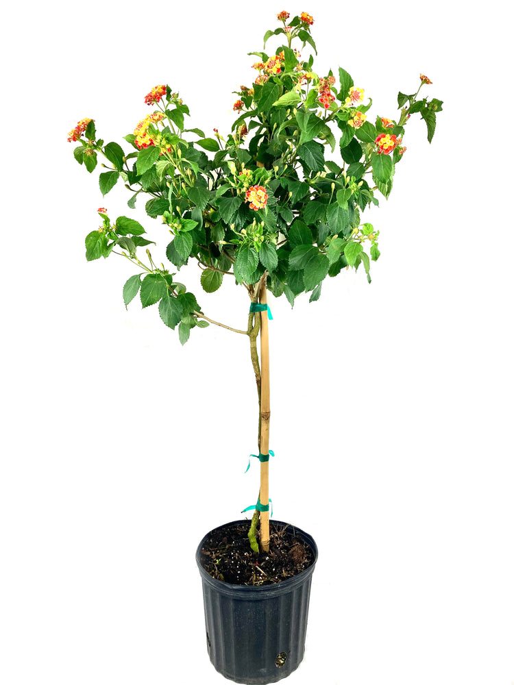 lantana house plant Orange Lantana Flower Tree - Live Plant in a 10 Inch Pot