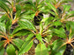 Orange Spider Plant - Live Plant in a 6 Inch Growers Pot - Chlorophytum Amaniense &