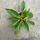 Orange Spider Plant - Live Plant in a 6 Inch Growers Pot - Chlorophytum Amaniense &