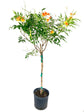 Orange Tecoma Tree - Live Plant in a 3 Gallon Pot - Tecomaria Capensis - Beautiful Flowering Tree for The Patio and Garden