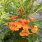 Orange Tecoma Tree - Live Plant in a 3 Gallon Pot - Tecomaria Capensis - Beautiful Flowering Tree for The Patio and Garden