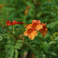 Orange Tecoma Tree - Live Plant in a 3 Gallon Pot - Tecomaria Capensis - Beautiful Flowering Tree for The Patio and Garden