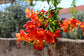 Orange Tecoma Tree - Live Plant in a 3 Gallon Pot - Tecomaria Capensis - Beautiful Flowering Tree for The Patio and Garden