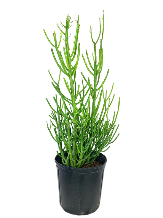 Pencil Cactus - Live Plant in a 10 Inch Pot - Euphorbia Tirucalli - Beautiful Indoor Outdoor Succulent Houseplant