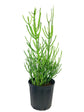 Pencil Cactus - Live Plant in a 10 Inch Pot - Euphorbia Tirucalli - Beautiful Indoor Outdoor Succulent Houseplant
