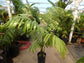 Pacaya Palm - Live Plant in a 10 Inch Growers Pot - Chamaedorea Tepejilote - Extremely Rare Palms from Florida