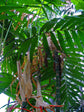 Pacaya Palm - Live Plant in a 10 Inch Growers Pot - Chamaedorea Tepejilote - Extremely Rare Palms from Florida