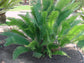 Palma Sola Dioon Palm - Mexican Fern Palm - Live Plant in a 2 Inch Growers Pot - Starter Palm - Dioon Edule &
