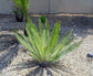 Palma Sola Dioon Palm - Mexican Fern Palm - Live Plant in a 2 Inch Growers Pot - Starter Palm - Dioon Edule &