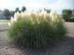 Pampas Grass - 3 Live Plants in 6 Inch Pots - Cortaderia Selloana - Beautiful Ornamental Grass