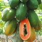 Papaya Tree - Live Plant in a 4 Inch Pot - Variety Grower&