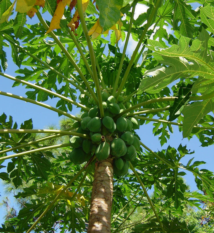 papaya plant indoor Papaya Tree - Live Plant in a 4 Inch Pot