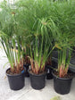 Papyrus Plant - Live Plant in a 4 Inch Pot - Cyperus Papyrus - Ornamental Aquatic Perennial Sedge