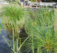 Papyrus Plant - Live Plant in a 4 Inch Pot - Cyperus Papyrus - Ornamental Aquatic Perennial Sedge