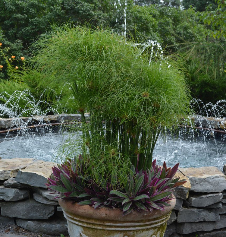 papyrus plant pot Papyrus Plant - Live Plant in a 4 Inch Pot - Cyperus Papyrus
