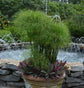 Papyrus Plant - Live Plant in a 4 Inch Pot - Cyperus Papyrus - Ornamental Aquatic Perennial Sedge