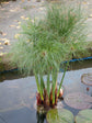 Papyrus Plant - Live Plant in a 4 Inch Pot - Cyperus Papyrus - Ornamental Aquatic Perennial Sedge