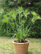 Papyrus Plant - Live Plant in a 4 Inch Pot - Cyperus Papyrus - Ornamental Aquatic Perennial Sedge