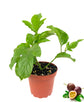 Passion Fruit Plant - Live Plants in a 4 Inch Growers Pot with Metal Trellis Included - Edible Fruit Bearing Vine for The Patio and Garden