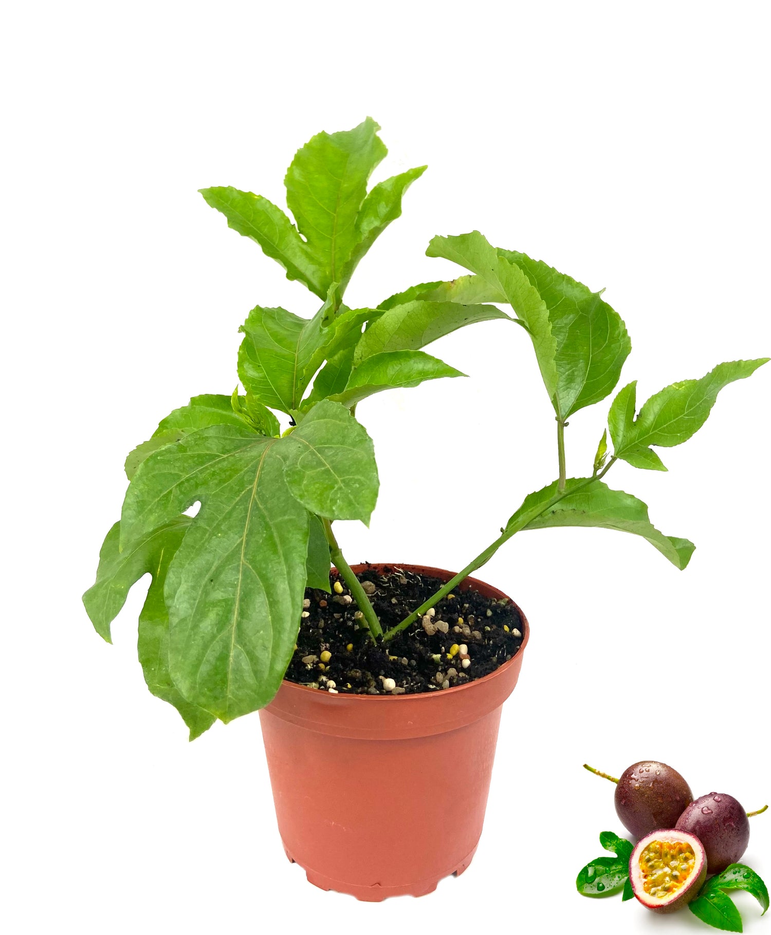 planting passion fruit in pots Passion Fruit Plant
