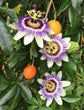 Passion Fruit Plant - Live Plants in a 4 Inch Growers Pot with Metal Trellis Included - Edible Fruit Bearing Vine for The Patio and Garden