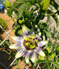 Passion Fruit Plant - Live Plants in a 4 Inch Growers Pot with Metal Trellis Included - Edible Fruit Bearing Vine for The Patio and Garden