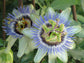Passion Fruit Plant - Live Plant in a 6 Inch Growers Pot - Edible Fruit Bearing Vine for The Patio and Garden