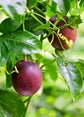 Passion Fruit Plant - Live Plants in a 6 Inch Growers Pot - Edible Fruit Bearing Vine for The Patio and Garden