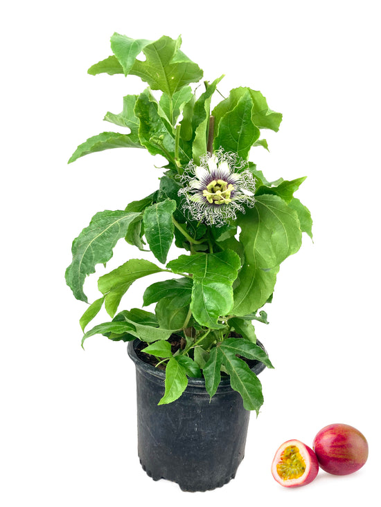 Passion Fruit Plant - Live Plant in a 6 Inch Growers Pot - Edible Fruit Bearing Vine for The Patio and Garden