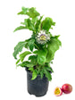 Passion Fruit Plant - Live Plants in a 6 Inch Growers Pot - Edible Fruit Bearing Vine for The Patio and Garden