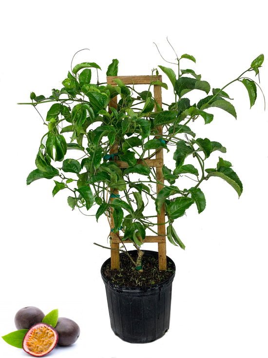 Passion Fruit Plant - Live Tree in a 3 Gallon Pot - 3 to 4 Feet Tall - Edible Fruit Bearing Vine