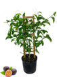 Passion Fruit Plant - Live Tree in a 3 Gallon Pot - 3 to 4 Feet Tall - Edible Fruit Bearing Vine