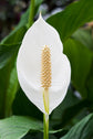 Peace Lily - Live Plant in a 6 Inch Pot - Spathiphyllum - Air Cleaning Indoor Houseplant