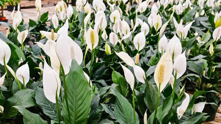 6 peace lily Peace Lily - Live Plant in a 6 Inch Pot - Spathiphyllum