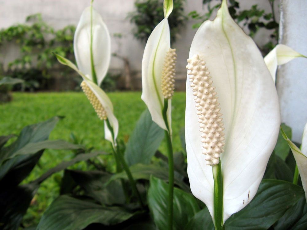peace lily pakistan Peace Lily - Live Plant in a 6 Inch Pot - Spathiphyllum