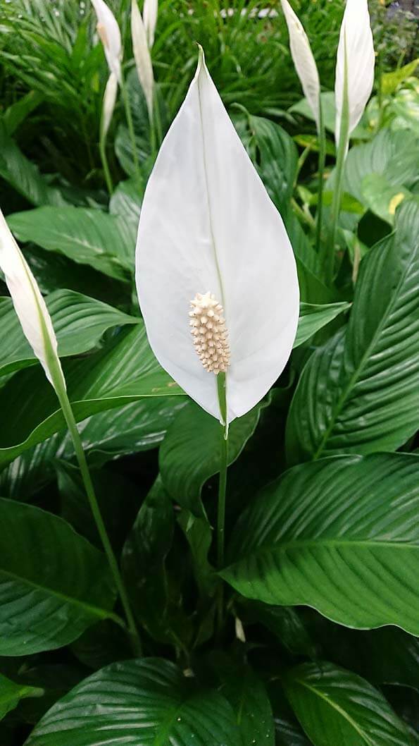 live peace lily Peace Lily - Live Plant in a 6 Inch Pot - Spathiphyllum