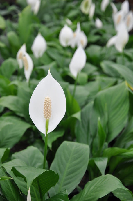 spathiphyllum peace lily live indoor plant Peace Lily - Live Plant in a 6 Inch Pot - Spathiphyllum