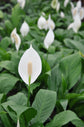 Peace Lily - Live Plant in a 6 Inch Pot - Spathiphyllum - Air Cleaning Indoor Houseplant