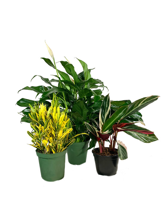 Colorful Houseplant Multi-Pack - 3 Live Plants in 6 Inch Pots - Stromanthe Triostar, Banana Croton, Spathiphyllum Peace Lily - Easy Care Indoor Houseplants