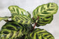 Peacock Plant - Live Plant in a 4 Inch Pot - Calathea Makoyana- Beautiful Easy to Grow Air Purifying Indoor Plant