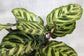 Peacock Plant - Live Plant in a 6 Inch Pot - Calathea Makoyana- Beautiful Easy to Grow Air Purifying Indoor Plant
